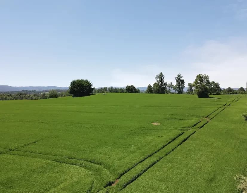 Vista del paño con parcelas planas de 5.000 m²