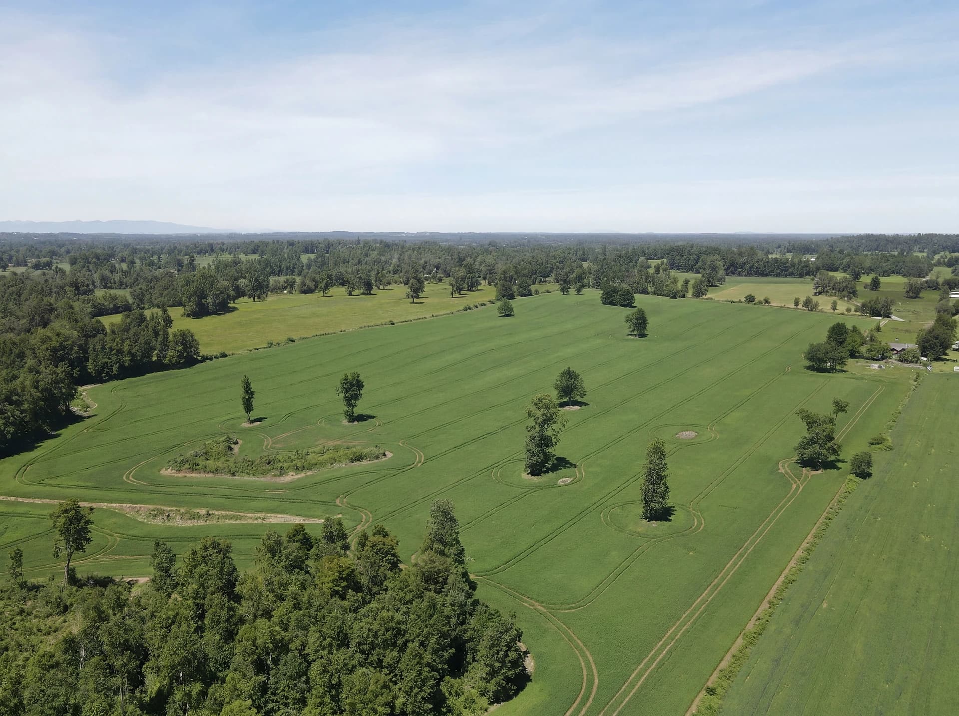 Bosque valdiviano alrededor del proyecto